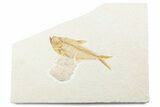 Detailed Fossil Fish (Diplomystus) With Coprolite - Wyoming #361089-1